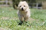 CAIRN TERRIER 268